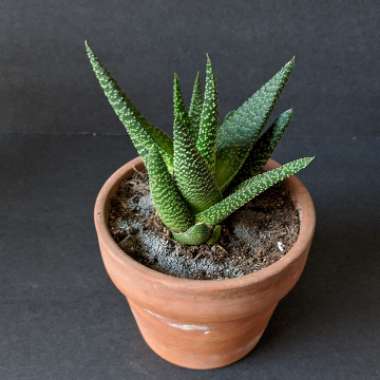 Gasterhaworthia Measles