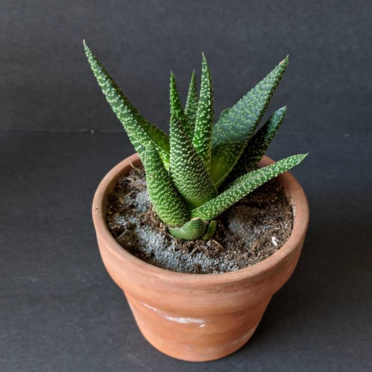 plant image 1436398