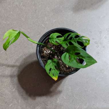 Monstera adansonii
