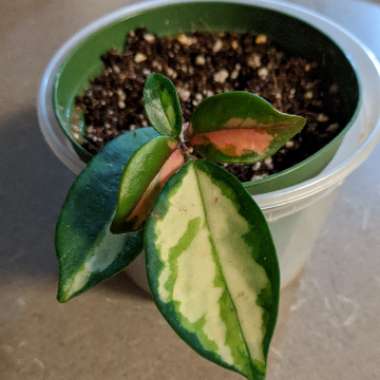Hoya carnosa 'Krimson Princess' syn. Hoya carnosa 'Rubra'