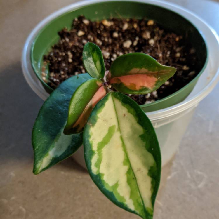 Plant image Hoya carnosa 'Krimson Princess' syn. Hoya carnosa 'Rubra'