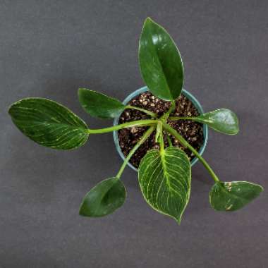 Philodendron Birkin
