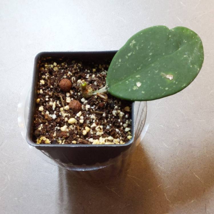 plant image 1442521