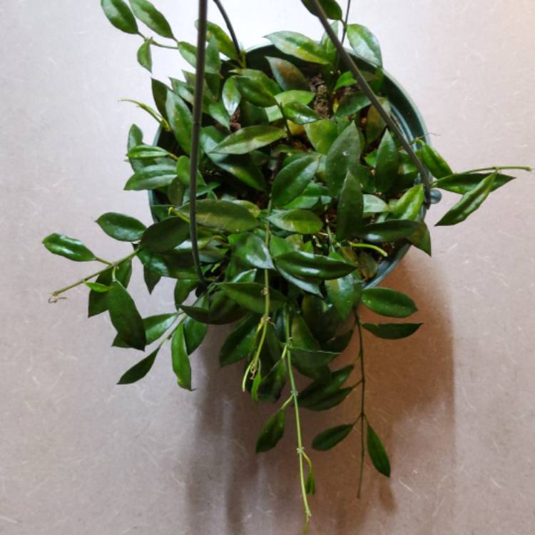 plant image 1442524