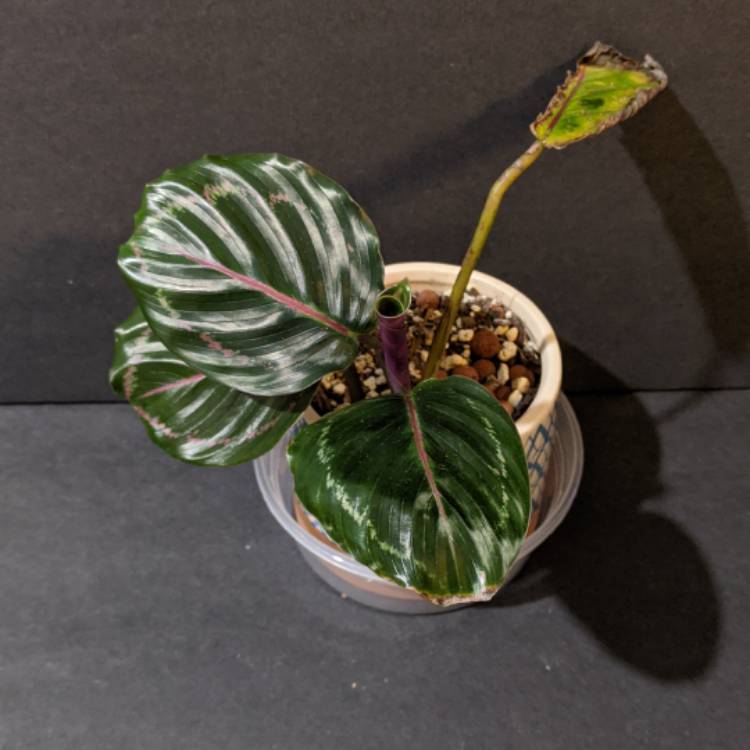 plant image 1444152 plant image 1444152