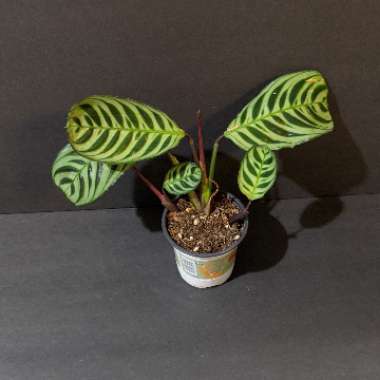 Calathea 'Burle Marxii'
