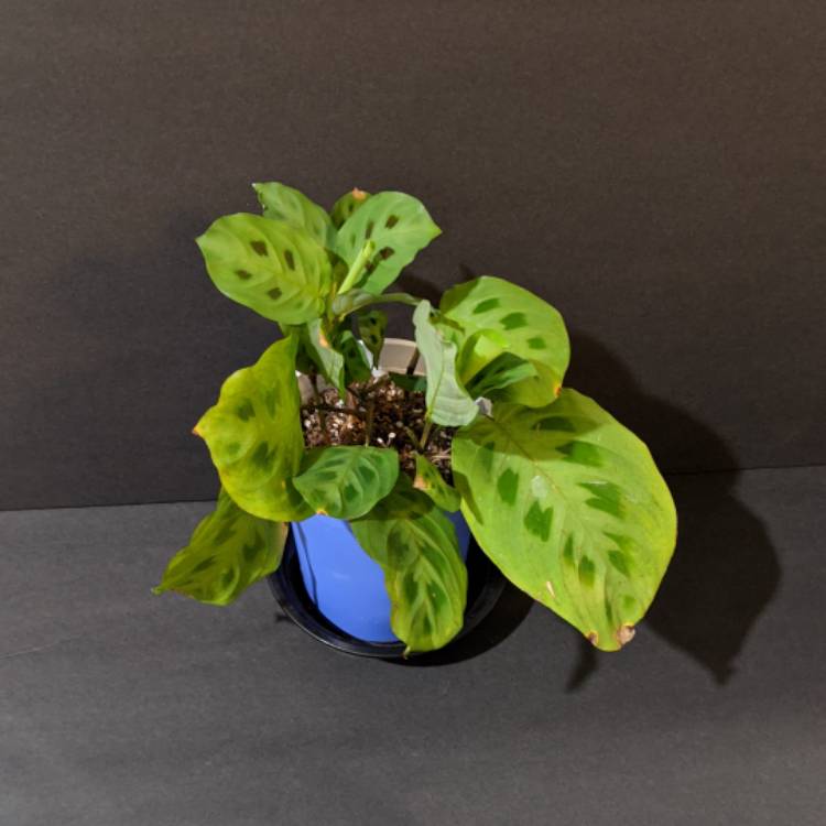 Plant image Maranta leuconeura 'Kerchoveana'