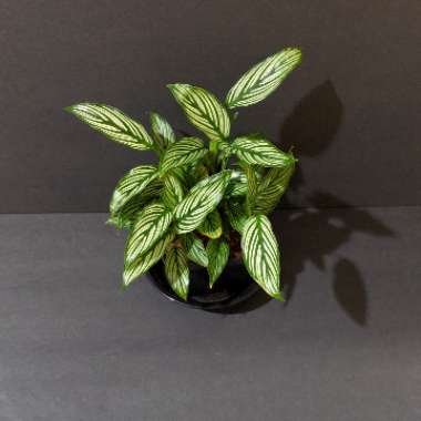 Calathea Elliptica 'Vittata'