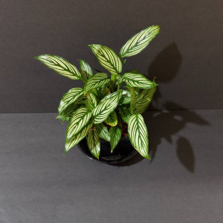 plant image 1447925