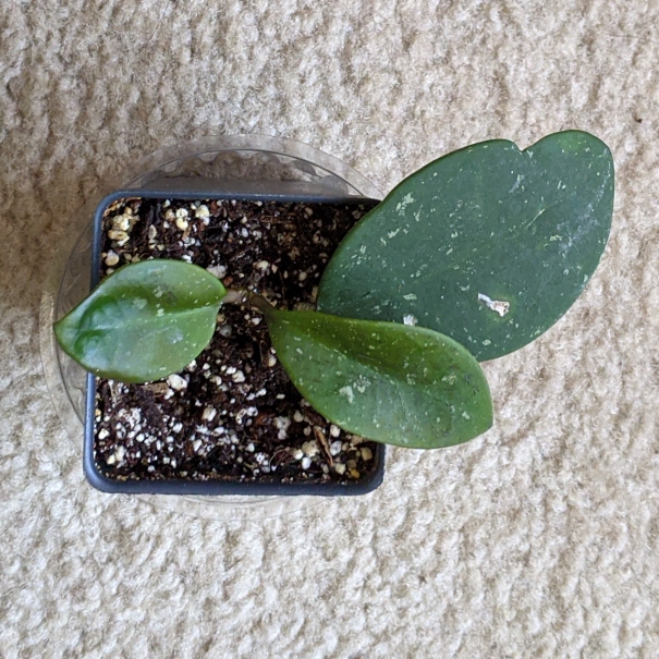 plant image 1450522
