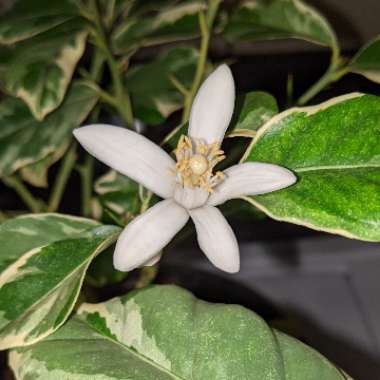 Citrus limon 'Variegated Pink'