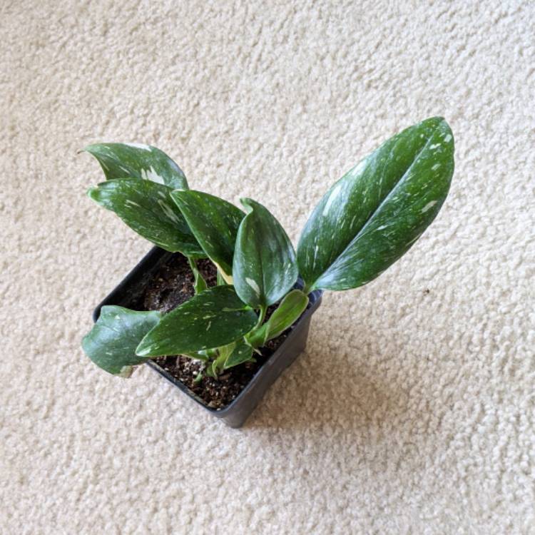 plant image 1457418