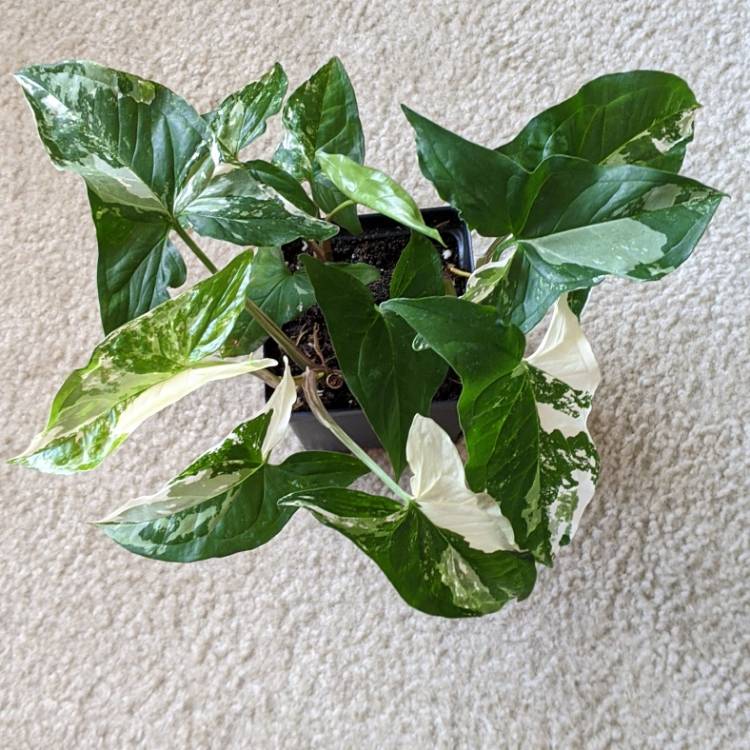 plant image 1457436