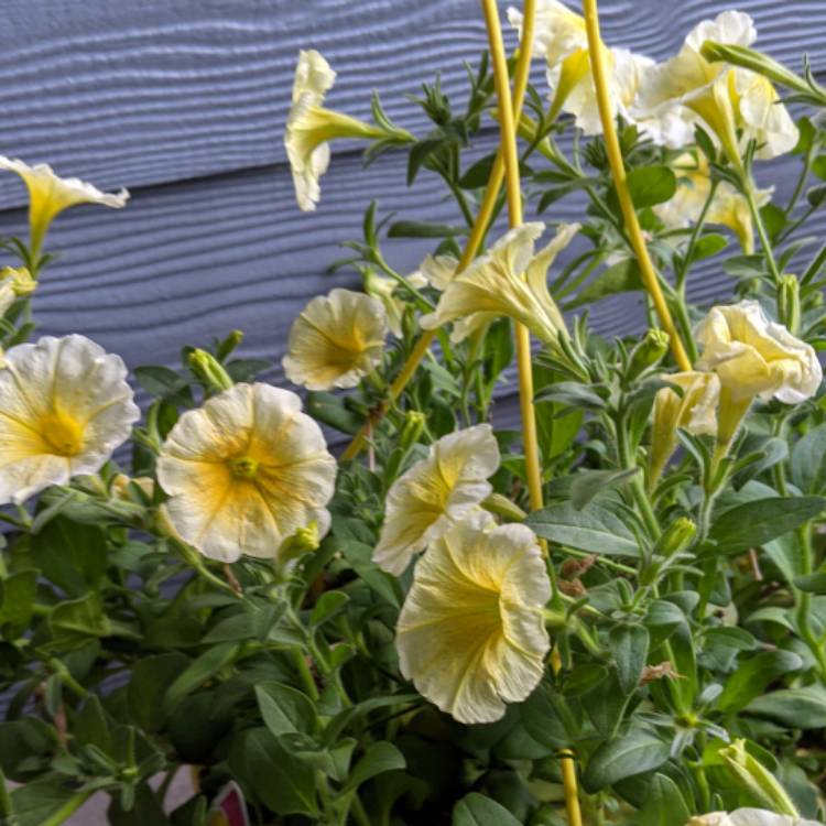 Plant image Petunia 'Prism Sunshine'