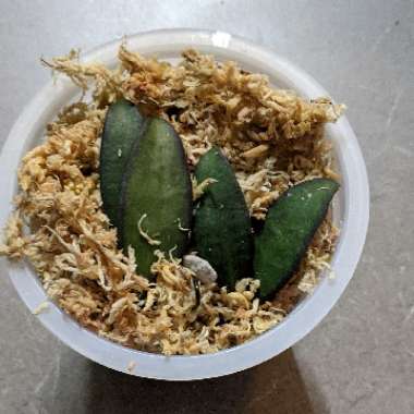 Hoya ‘Rosita'