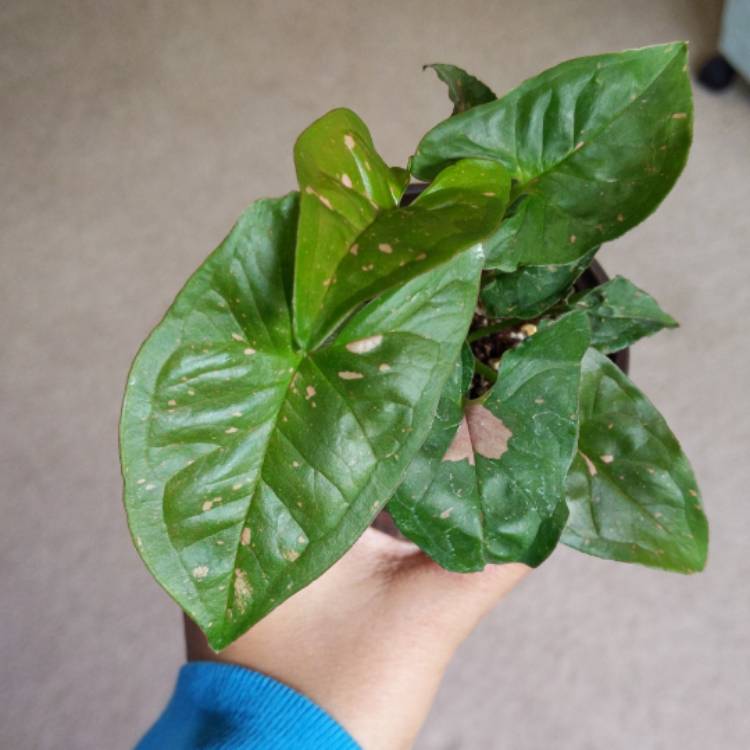 Plant image Syngonium 'Pink Splash'