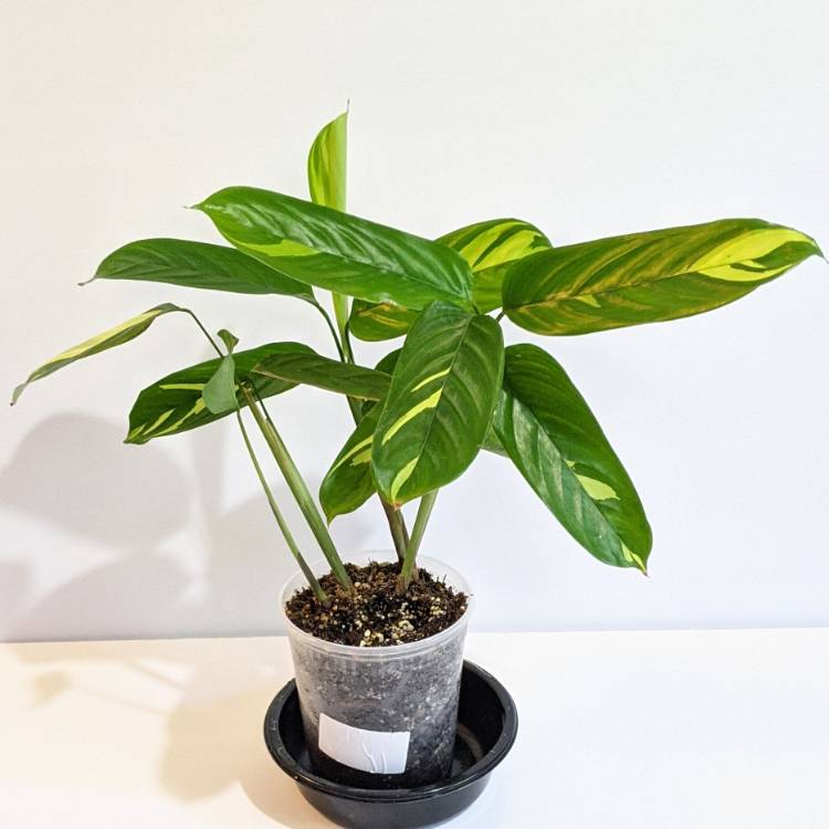 plant image 1496015 plant image 1496015