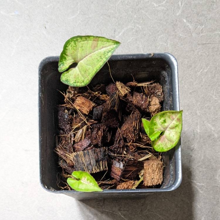 plant image 1511575