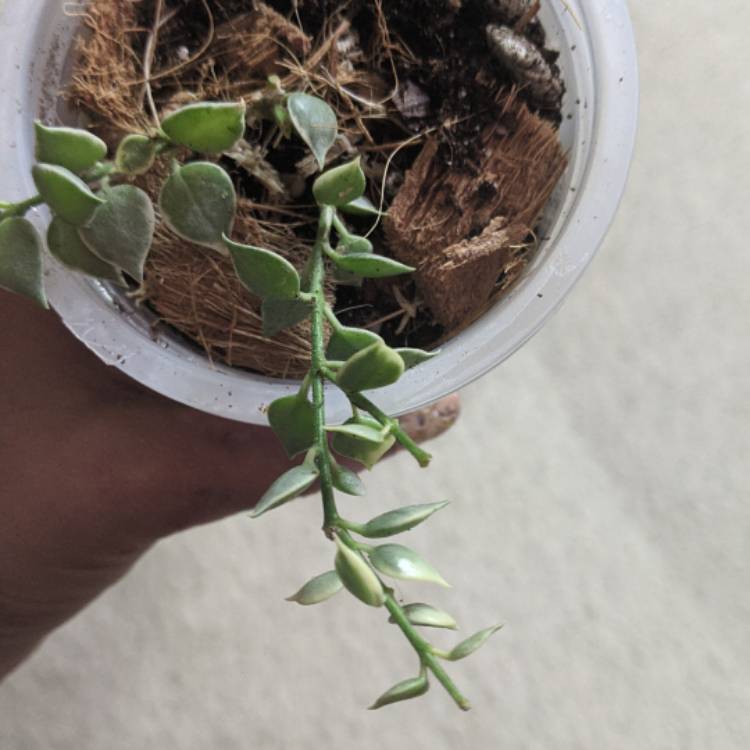 plant image 1514993