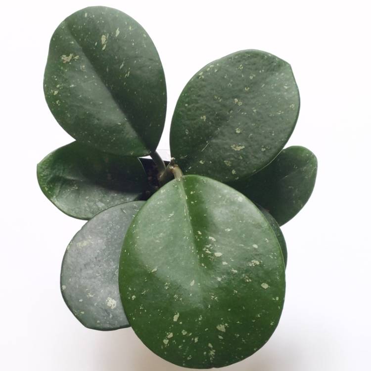 plant image 1516901