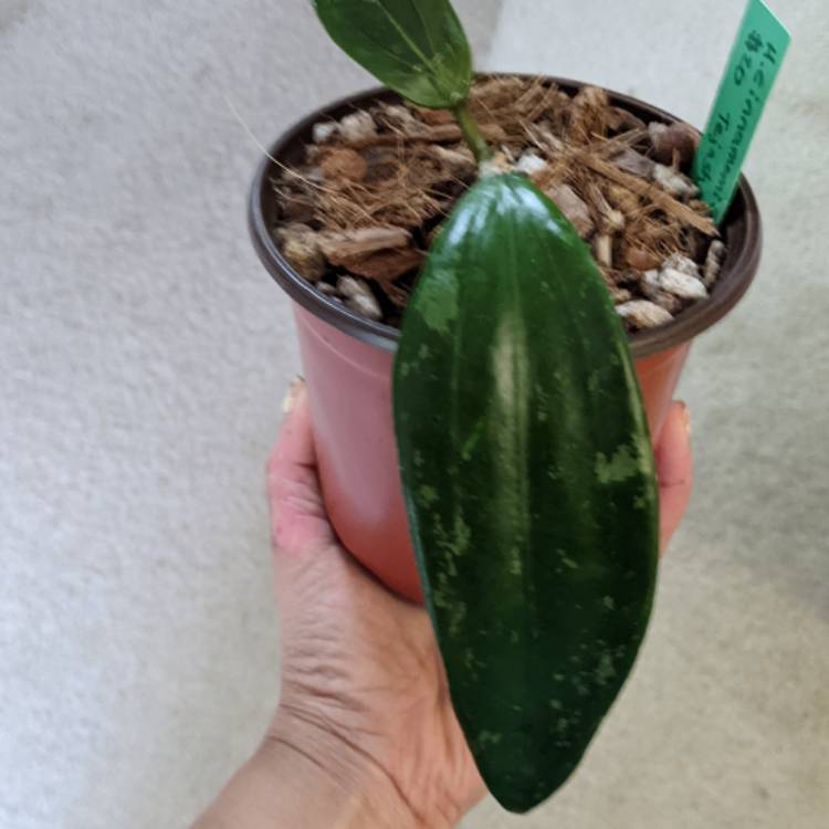 plant image 1518439
