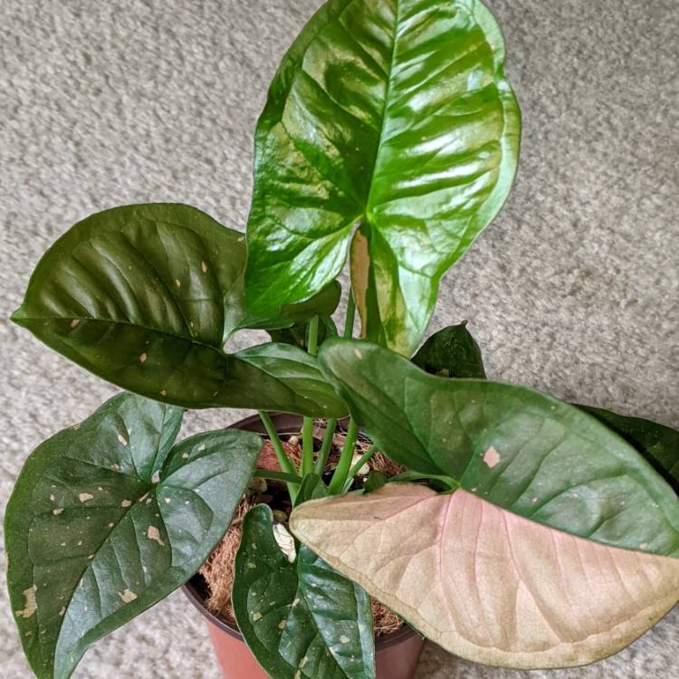 Plant image Syngonium 'Pink Splash'