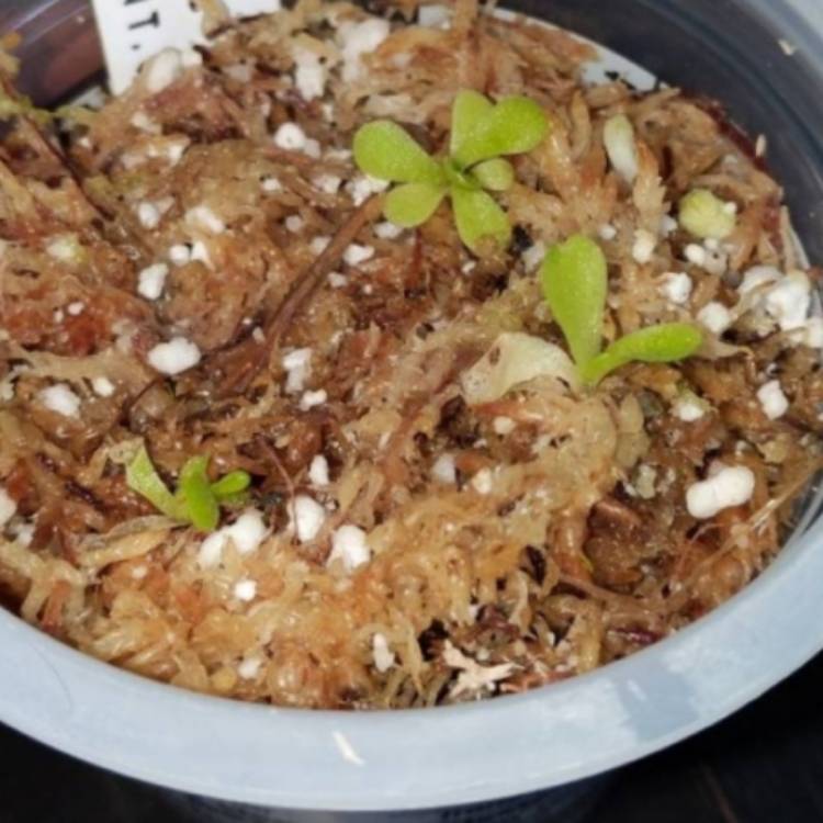 plant image 1521521