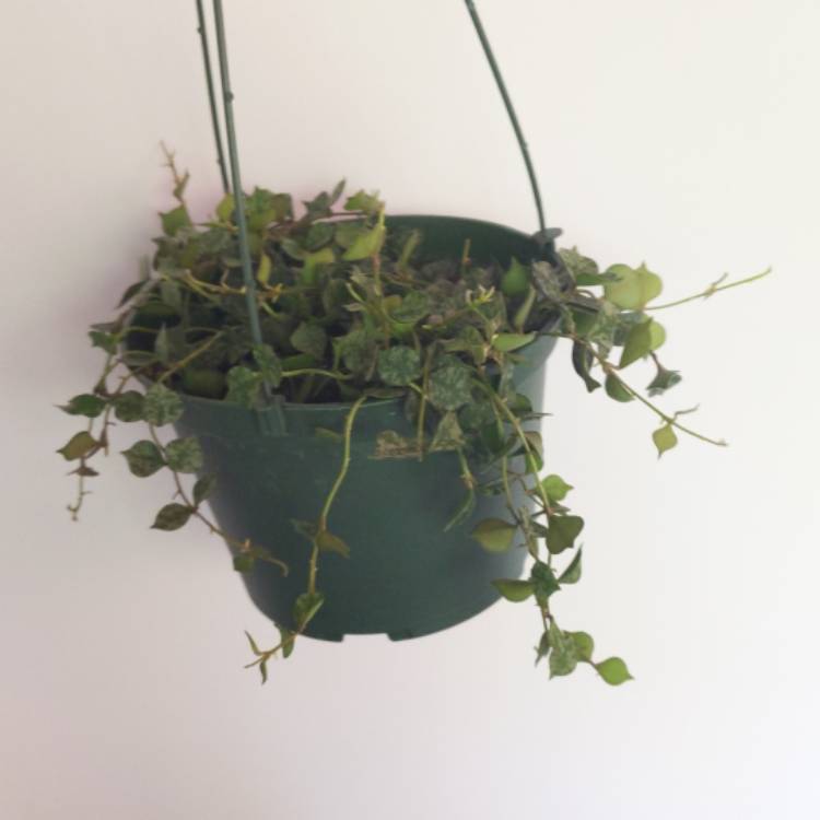 plant image 1526998