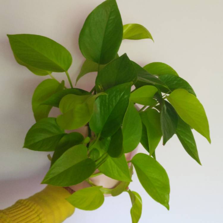 plant image 1526999