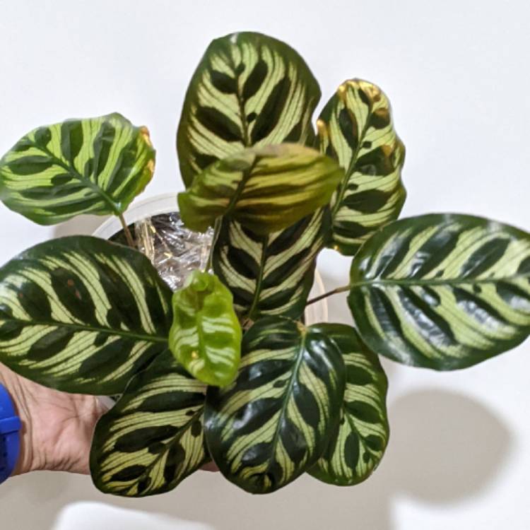 plant image 1530511
