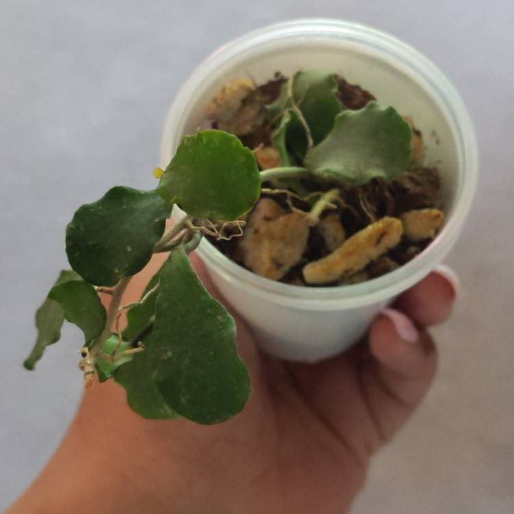 plant image 1530927