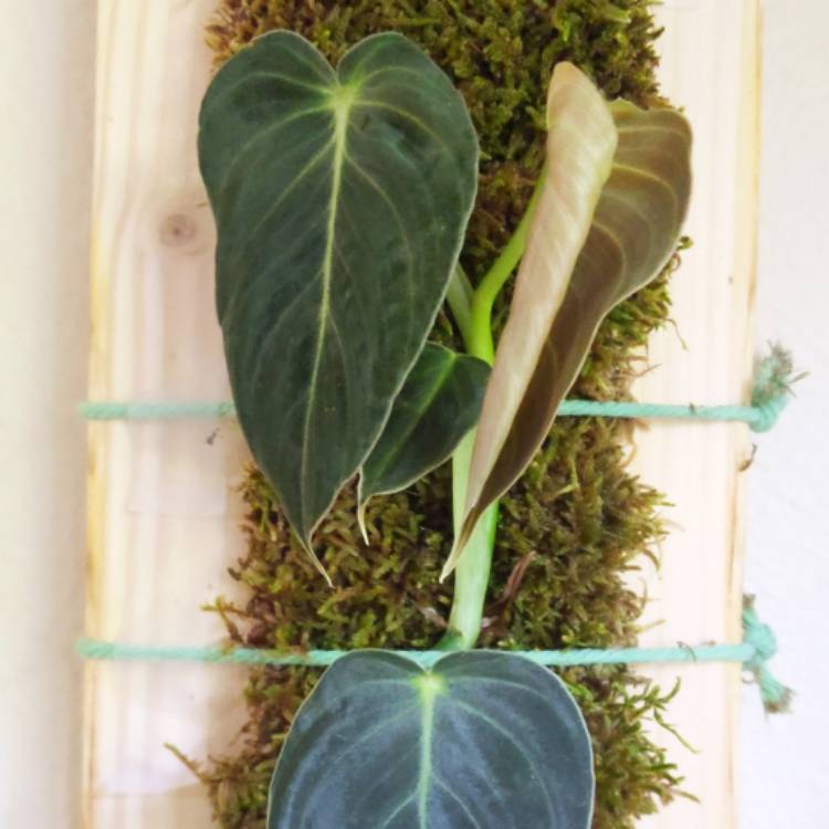 plant image 1533954