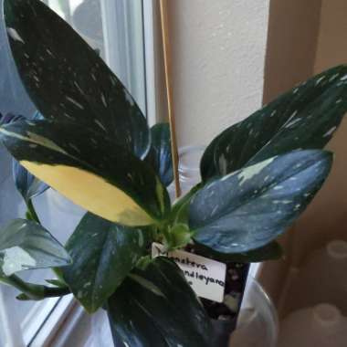 Monstera standleyana 'Albovariegata'