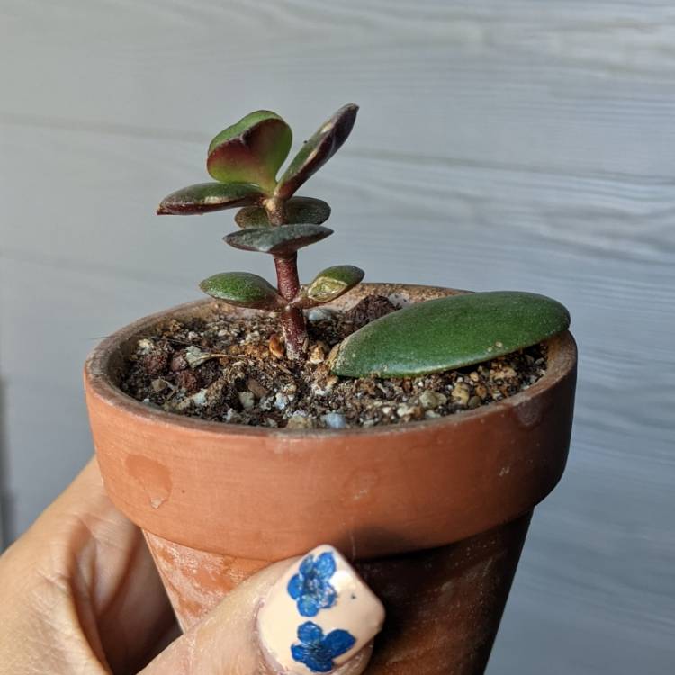 plant image 1536423