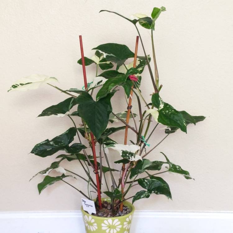 plant image 1536428