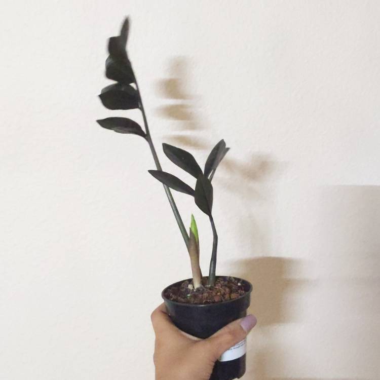 plant image 1537858
