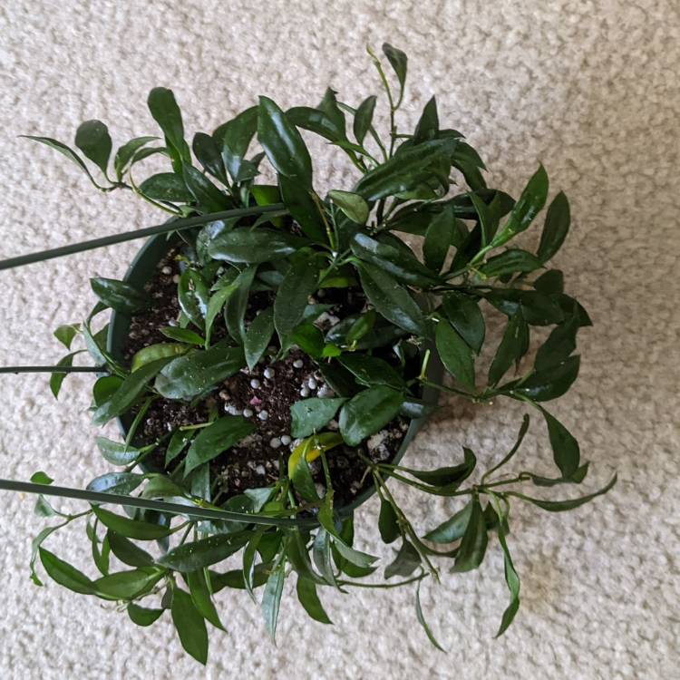plant image 1540770