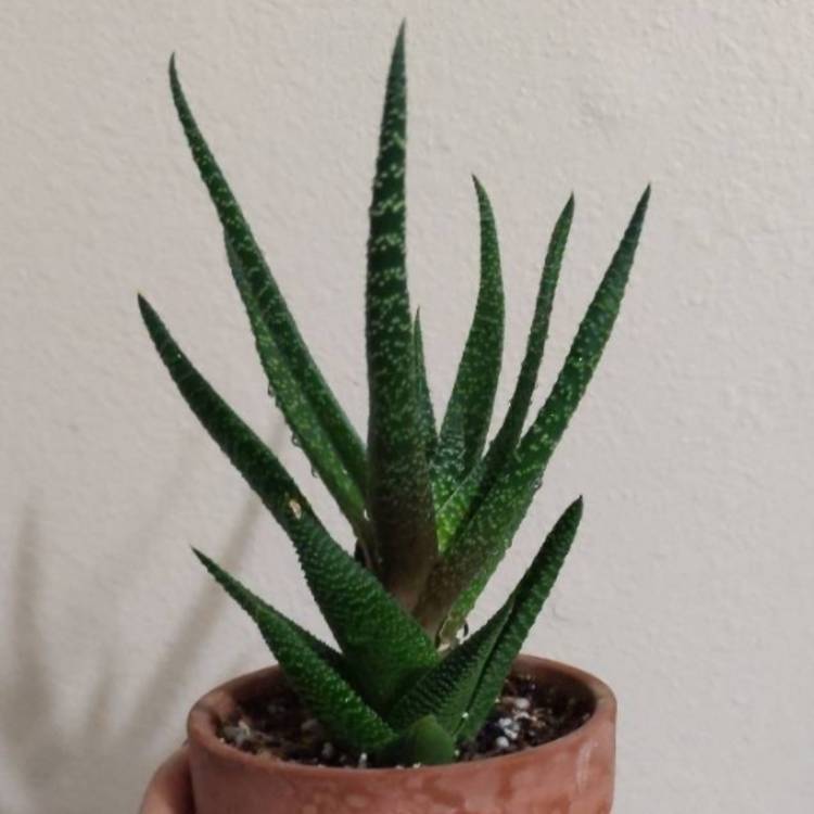 plant image 1541083