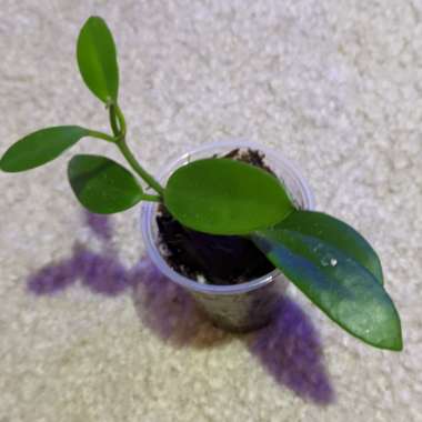 Hoya Sp. India