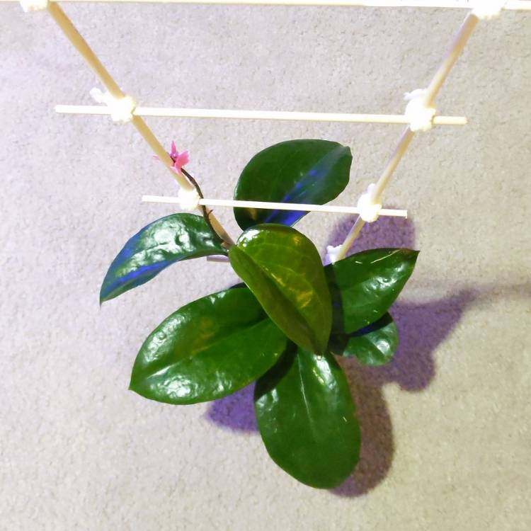 plant image 1543473