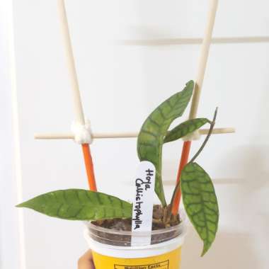 Hoya callistophylla