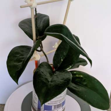 Hoya Surigaoensis
