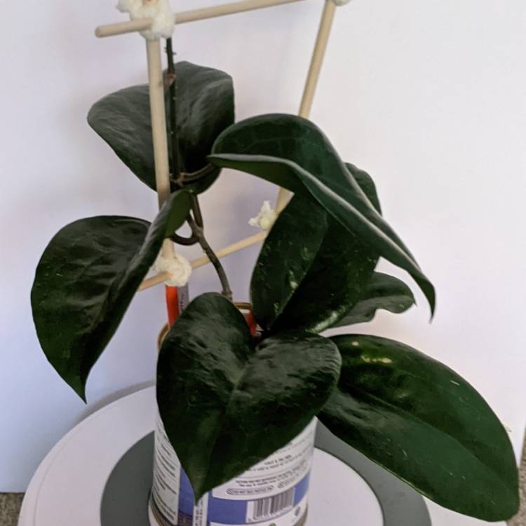 plant image 1547006