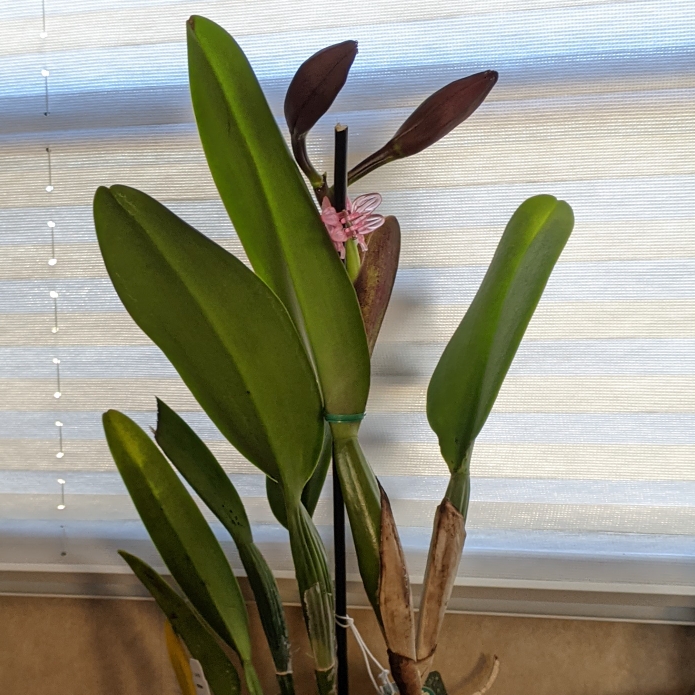 plant image 1548360