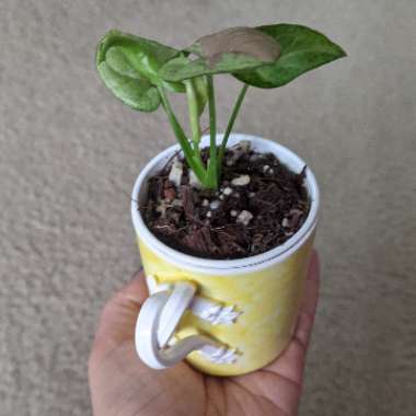 Syngonium Confetti 