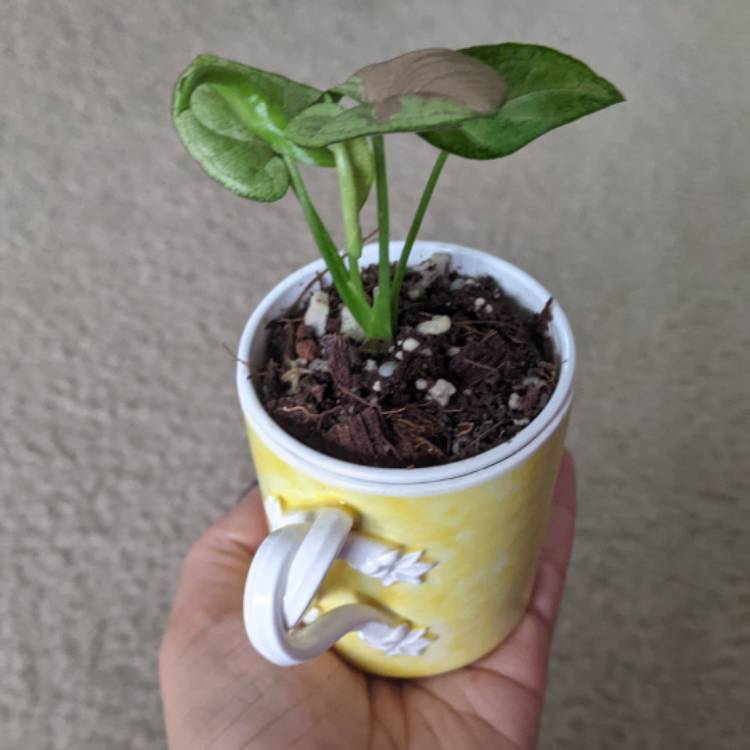 plant image 1550712