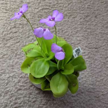 Pinguicula Gigantea