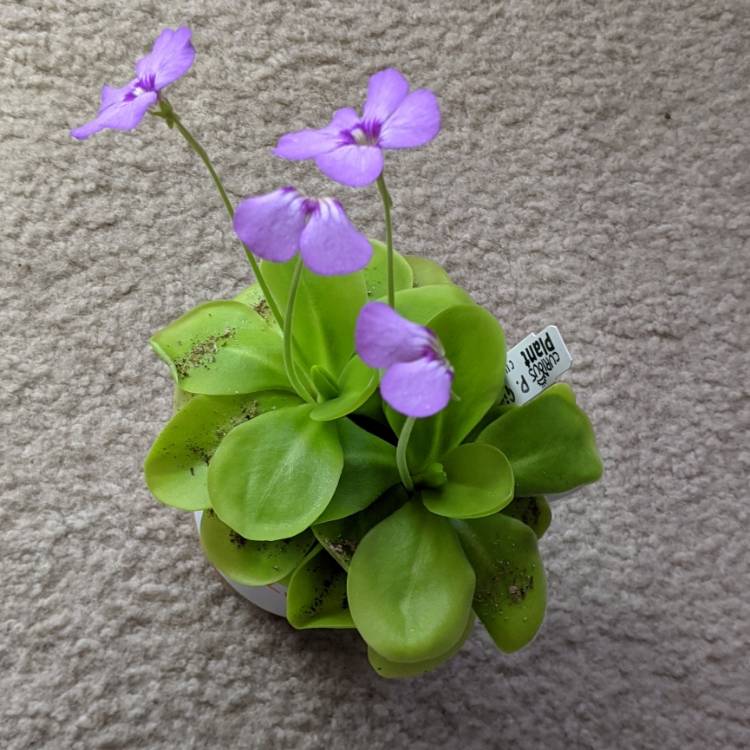 plant image 1553581