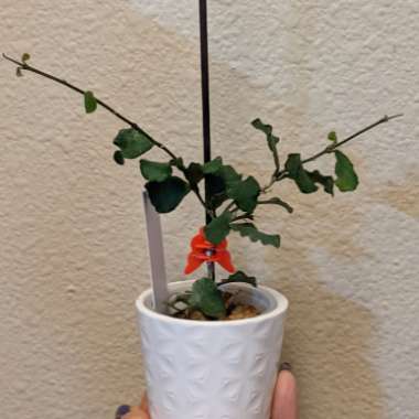Hoya Kanyakumariyana