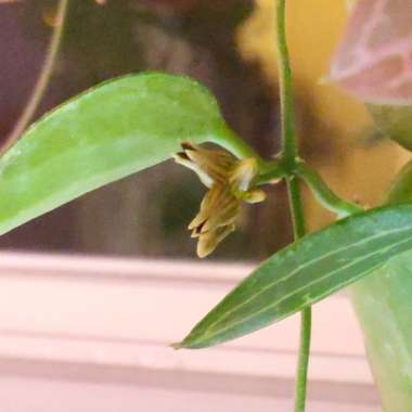 Dischidia ovata